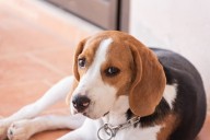 11 Sharp Dog Breeds Quick to Learn but Slow to Obey