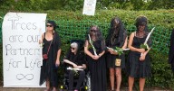 'Brides' hold funeral held for caravan park trees they married