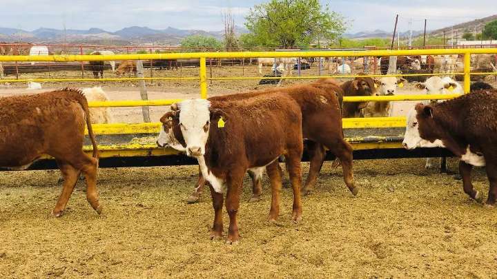 Pierden hasta 10 mil pesos por res en chihuahua; continúa crisis ganadera por cierre de frontera