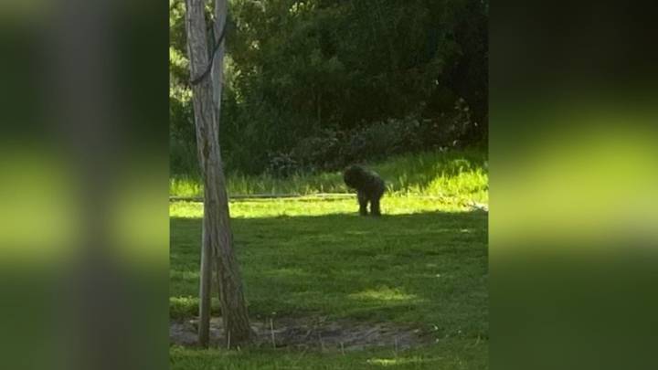 Terrified Dog Abandoned In California Park Shies Away From Help, Then Slowly Begins To Change