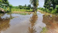 Agricultores reportan pérdidas por inundación de conucos en Manganeso