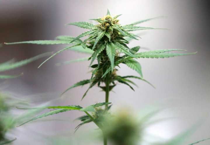La potencia de la marihuana legal en Canadá se ha multiplicado por cinco en 20 años