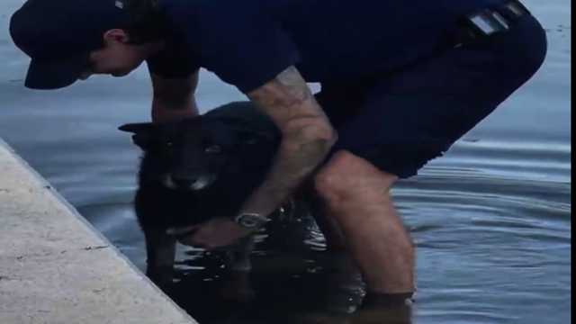 VIDEO: Dog reunited with family 7 years later, after being rescued from Florida canal