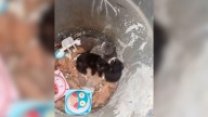 California Man Looks Inside A Trash Can And Finds The Most Heartbreaking Surprise