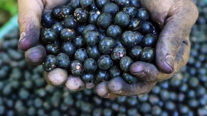Açai berry producers are concerned as Trump imposes tariffs on Brazil's exports