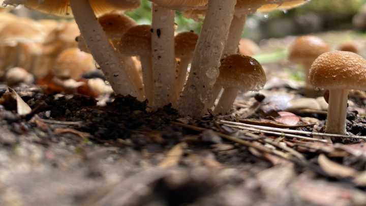 Should You Intentionally Grow Mushrooms In Your Yard? Here's What To Know