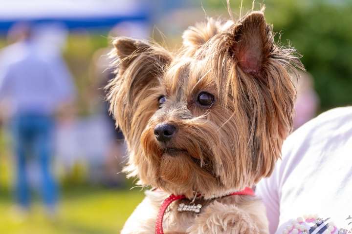 13 Dog Breeds That Are Cuter Than They Should Be