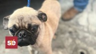 Rescatan a 39 caninos víctimas de maltrato en Naucalpan y Metepec