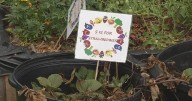 Hamilton County's Step ONE Program accepting applications for Teaching Garden Grants