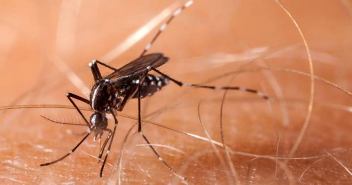 More mosquito samples test positive for West Nile virus in Northfield