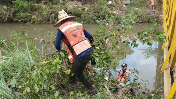 Convocan a detener la tala de mangle este lunes en Mazatlán