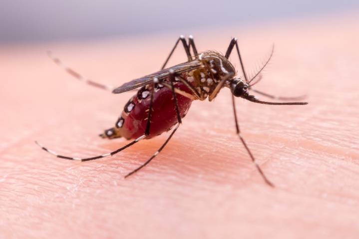 No descuide las medidas de prevención contra el dengue