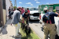 Rescatan a cuatro perros en estado crítico tras denuncia ciudadana en Piedras Negras