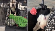 Sweet Dog Couldn’t Understand Why Her Oklahoma Family Returned Her To The Shelter After Only 11 Days