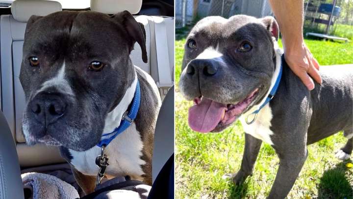 Senior Dog Can’t Understand Why He Was Sent To New Jersey Shelter Even Though He “Did Nothing Wrong”