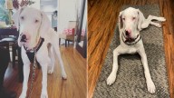 California Great Dane Who Was Abandoned Shows Endless Love To His Forever Mom