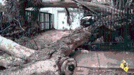 Neighbors wake up to large tree that fell down in Coconut Grove neighborhood