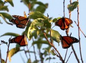 2 Michigan spots to see monarch butterfly ‘super generation’ during fall migration