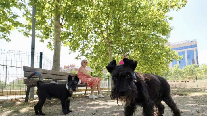 Valladolid estrenará nuevos parques caninos en Villa del Prado y Pinar de Jalón