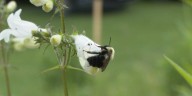 Checking in on Vermont pollinator health