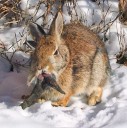 ‘Zombie’ Rabbits With Bizarre Horns Alarm, Captivate Colorado Residents
