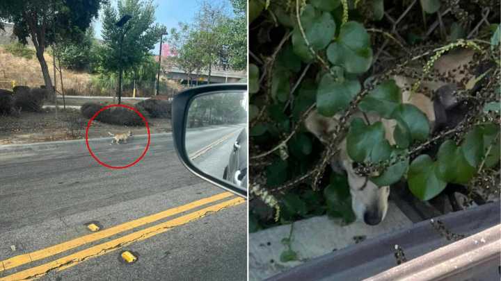 This Pup From California Refused To Let Anyone Help Until Rescuers Discovered The Shocking Truth
