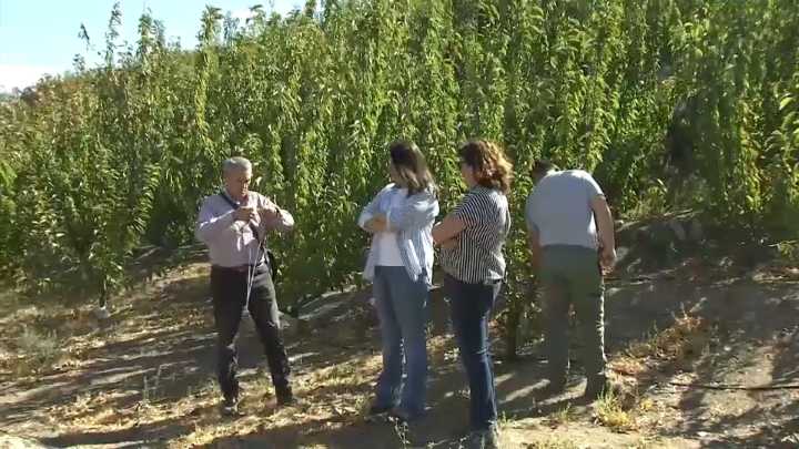 Hora de evaluar los daños tras los incendios: “El problema son los seis años que se tarda en volver a criar este cerezo”