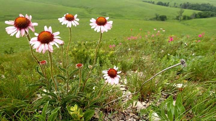 Kansas scientists put AI to work in the fight to save the Flint Hills tallgrass prairie