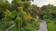Solicitan reforestación de árboles de sauces en las riberas de los ríos