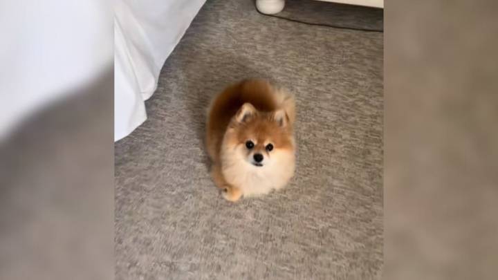 California Woman Notices Unexpected Changes In Her Dog After Bringing Home A Cat