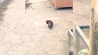 Woman Was Heartbroken To See A Hairless Puppy By The Road So She Decided To Help
