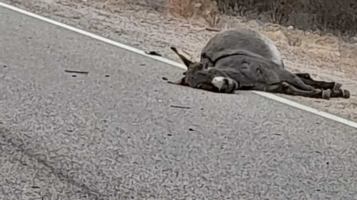 Peligro latente en rutas y caminos