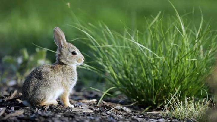 Rescue groups respond after LAAS excludes rabbits from spay/neuter increase