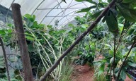 Descubre la sabrosa 'Ruta del Cacao' en Puerto Rico