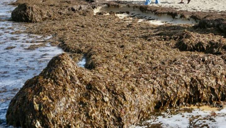 Retiradas más de 200 toneladas de una alga asiática invasora de una playa de Cantabria