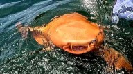 Piel naranja y ojos blancos, el descubrimiento de un raro tiburón naranja en Costa Rica
