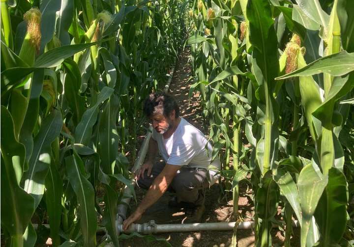 Fiados al maíz en regadío: «Hay alternativas de cultivo, pero somos cómodos»