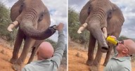 Tourist Ripped for Force-Feeding Elephant Beer in Wild Clip