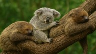 Poca gente lo sabe, pero éste es el animal más dormilón del mundo: duerme 5 horas más que el perezoso