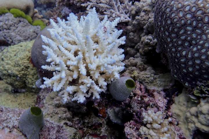 Great Barrier Reef records largest annual coral loss in 39 years
