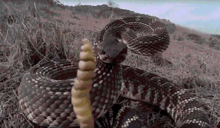 El Zoológico y Jardín Botánico de El Paso presenta Reptilia: una celebración familiar de las serpientes evento que concientiza sobre la conservación de las serpientes