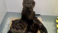 Brevard County wildlife hospital rehabilitates rescued otters