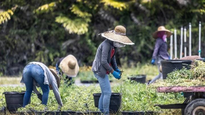 Políticas migratorias de Trump afectan a las granjas y empresas de Estados Unidos por los despidos de trabajadores