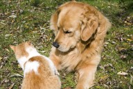 Cat's Behavior With Golden Retriever vs Husky Leaves Viewers in Hysterics