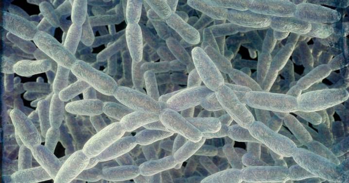 Should New Yorkers Be Concerned About Legionnaires’ Disease?