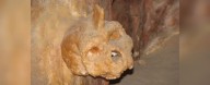 Mysterious Skull Fused to Cave Wall Could Belong to a Rare Human Species