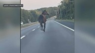 North Kingstown RI Route 1 horse on roadway