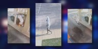 Suspect in St. Matthews bank robbery in custody, police say