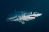 Casi pierde una pierna al querer fotografiarse con un tiburón: lo pescaron en una playa de Florida