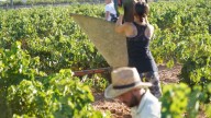 El sector del vino pierde 116.400 hectáreas de producción por los daños climáticos y las tormentas